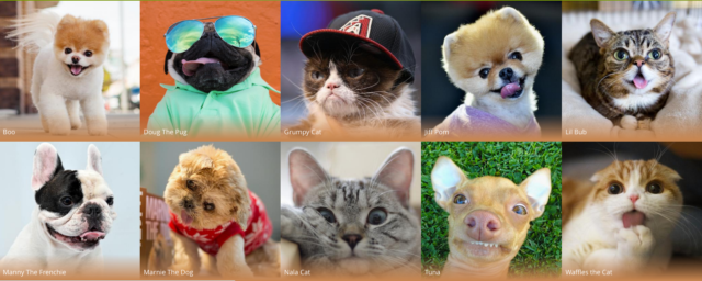 Top 10 List of Pet Influencers on Social Media by Forbes 2017 Top 10 Social Media Pet Influencers in 2017