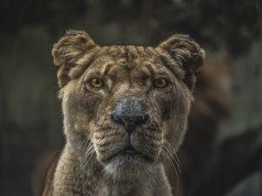 DIY crowdfunding is the new lion in the crowdfunding jungle