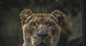 DIY crowdfunding is the new lion in the crowdfunding jungle