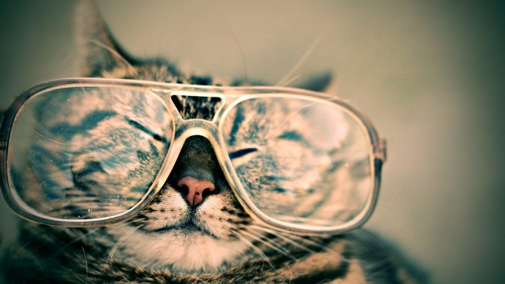professor-cat