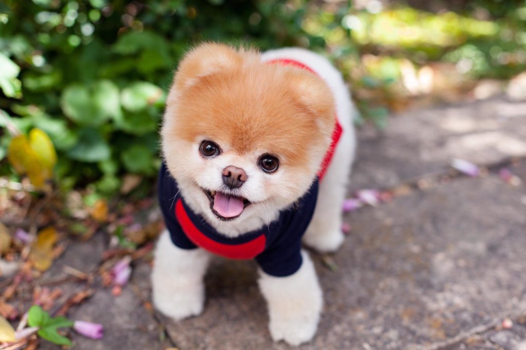 boo pet influencer social media