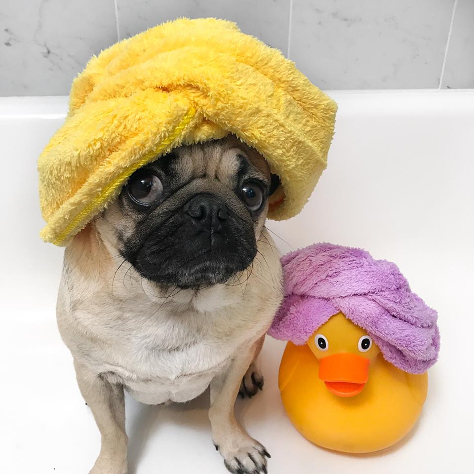 doug the pug pet influencer social media