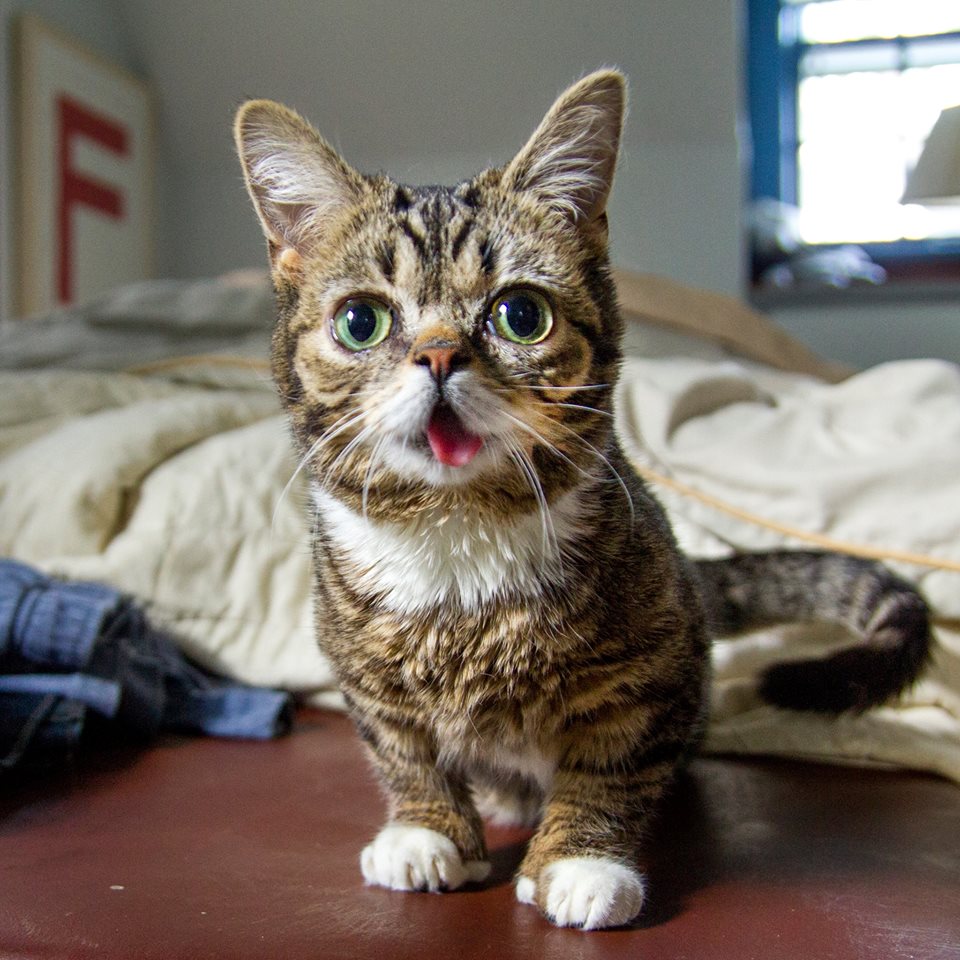 lil bub pet influencer social media
