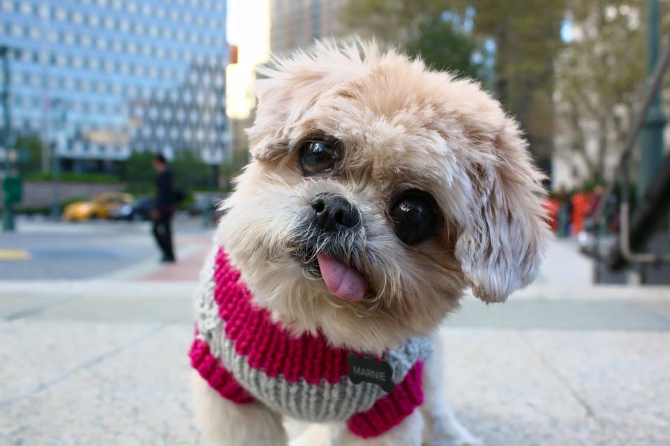 marnie the dog pet influencer social media