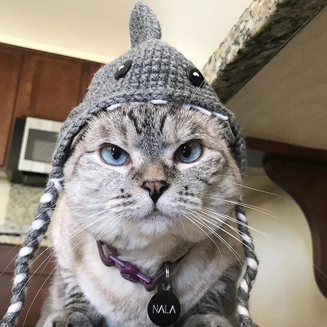 nala pet influencer social media