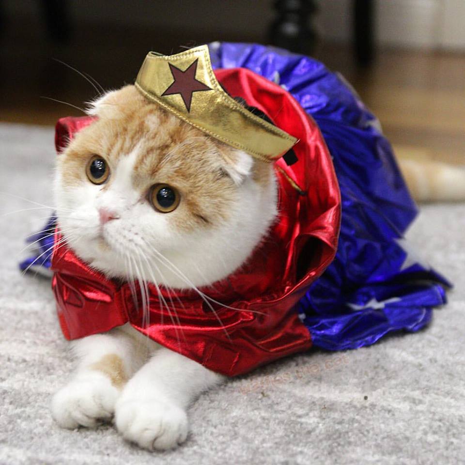 waffles the cat pet influencer social media